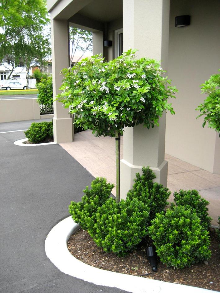 Salerno Motel Apartments Christchurch Eksteriør bilde Gardenia